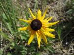 Black-eyed Susan