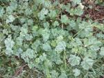 Common Mallow,  Buttonweed, Cheeseplant, Cheeseweed