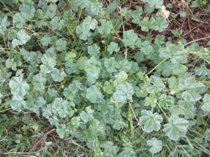  (Common Mallow,  Buttonweed, Cheeseplant, Cheeseweed)