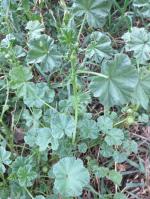 Common Mallow,  Buttonweed, Cheeseplant, Cheeseweed