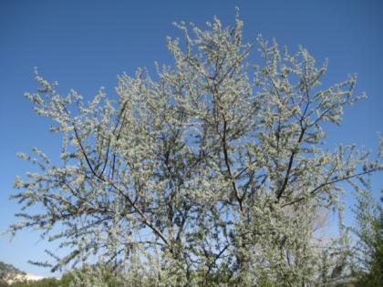  (Russian Olive)