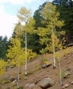 Quaking Aspen