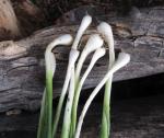 Wild Garlic, Field Garlic