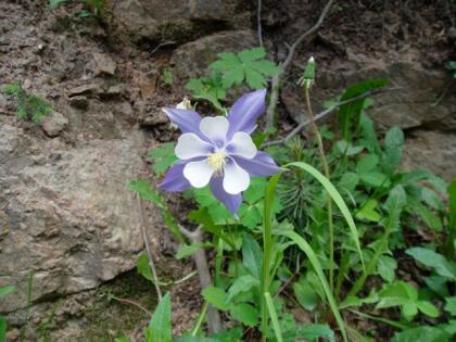  (Colorado Columbine, Rocky Mountain Columbine)