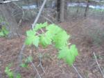 Rocky Mountain Maple