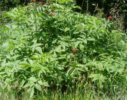  (Elderberry, Red Elderberry)