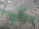 Kochia, Ragweed, Fireweed