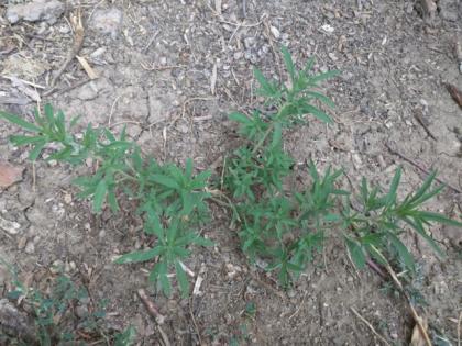  (Kochia, Ragweed, Fireweed)