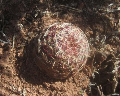  (Beehive Cactus, Spiny Star Cactus)