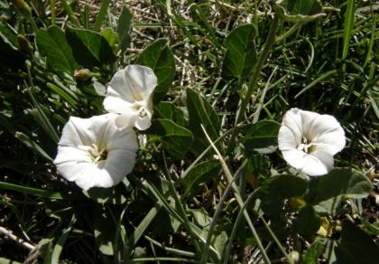  (Field Bindweed, Wild Morning Glory)