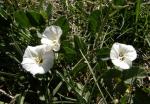 Field Bindweed, Wild Morning Glory