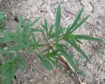 Kochia, Ragweed, Fireweed