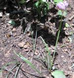 Wild Onion, Geyer's Onion