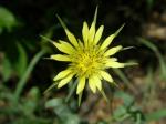 Yellow Salsify, Goat's Beard