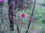 Thistle, Creeping thistle, Canada thistle