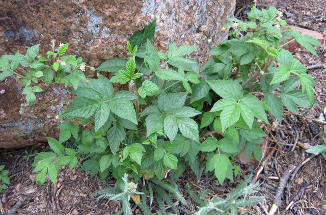 Rubus idaeus (Raspberry, Red Raspberry)