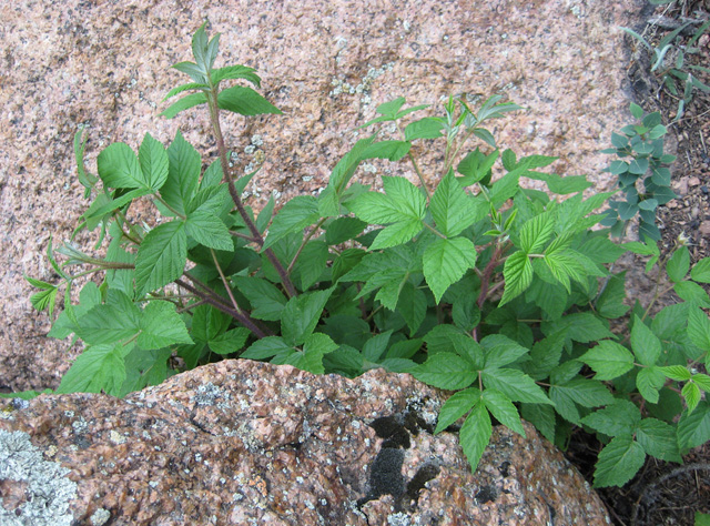 Rubus idaeus (Raspberry, Red Raspberry)