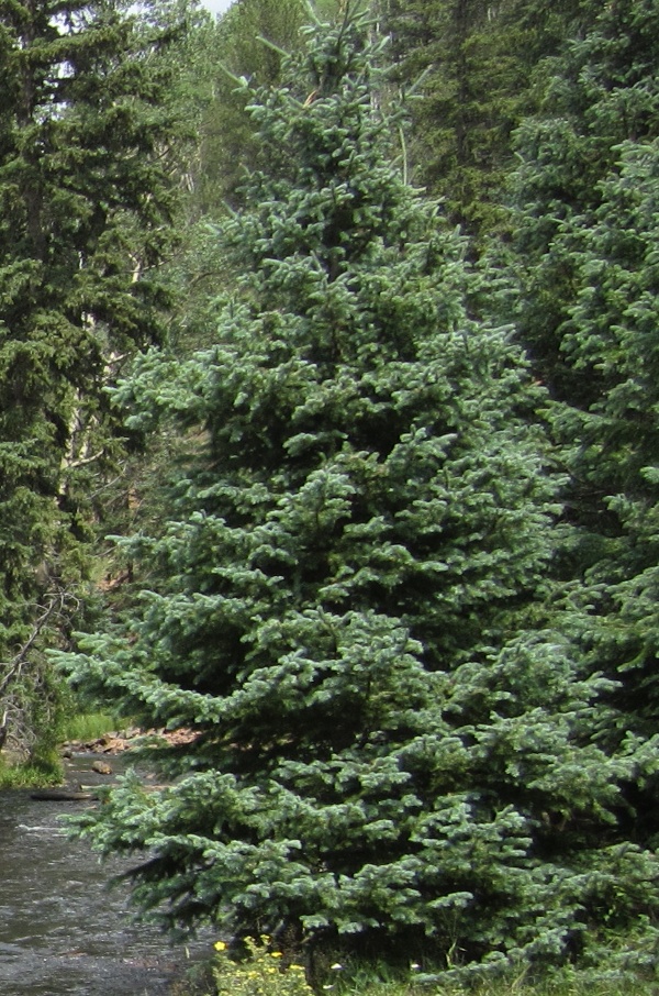 Picea pungens (Blue Spruce, Colorado Blue Spruce)