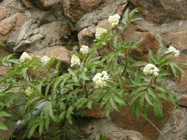 Sambucus pubens (Elderberry, Red Elderberry)