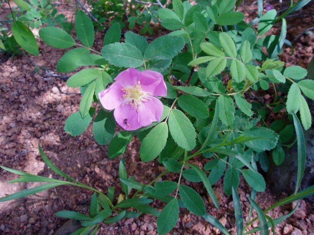 Rosa acicularis (Prickly Rose, Dog rose)