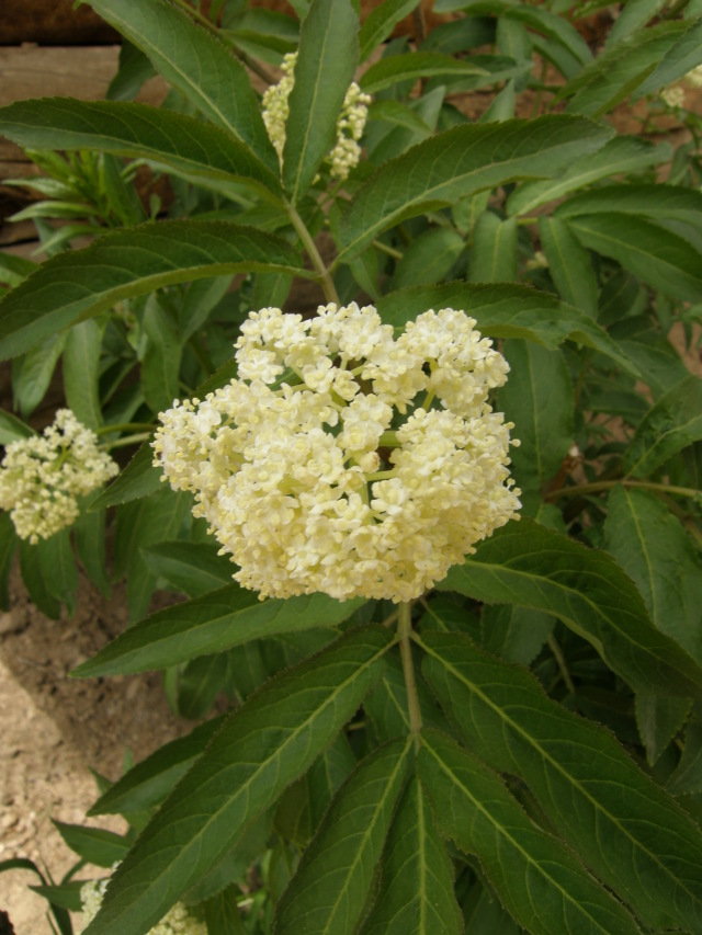 Sambucus pubens (Elderberry, Red Elderberry)