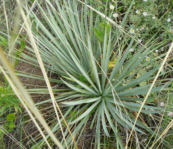 Yucca glauca (Yucca, Narrow leaved Yucca)