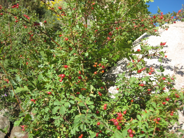 Rosa acicularis (Prickly Rose, Dog rose)