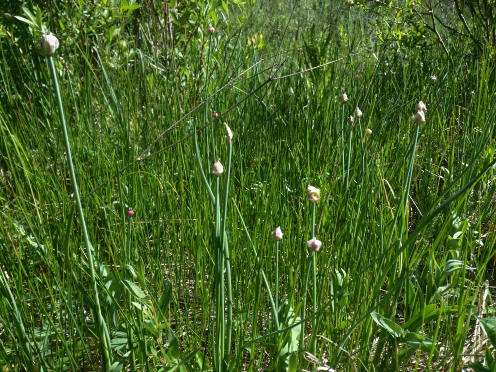 Allium vineale (Wild Garlic, Field Garlic)