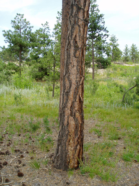 Pinus ponderosa (Ponderosa Pine)