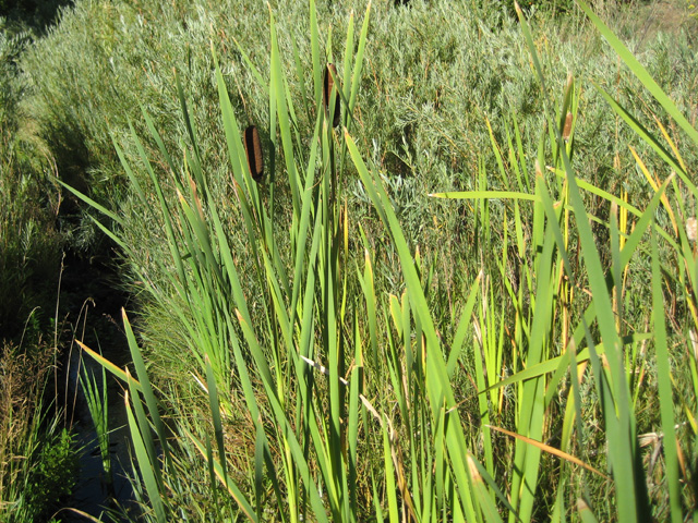 Typha latifolia (Common Cattail)