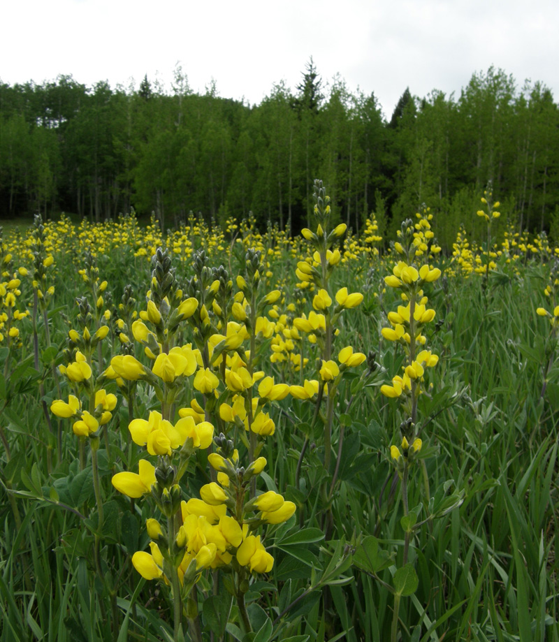 Thermopsis rhombifolia (Prarie Goldenbean)