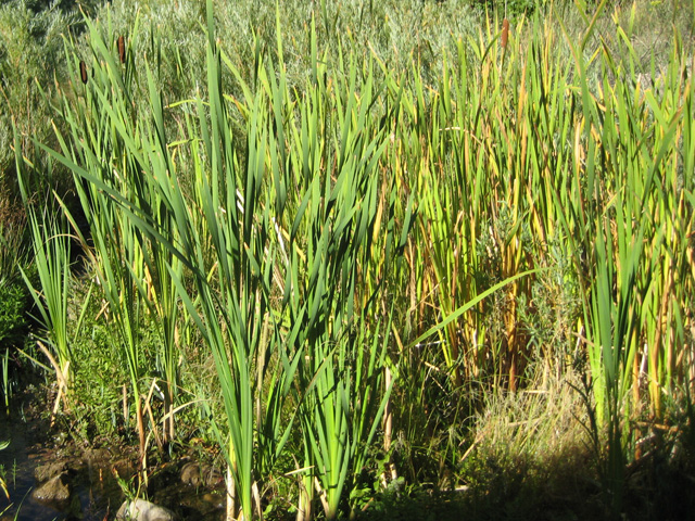 Typha latifolia (Common Cattail)