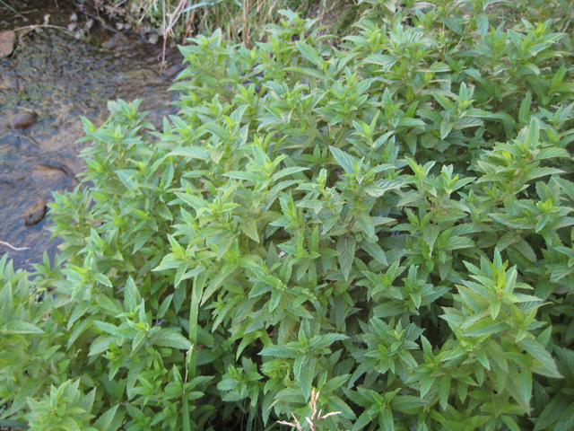 Mentha piperita (Peppermint)