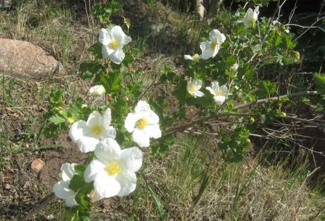 Rubus parviflorus (Thimbleberry)