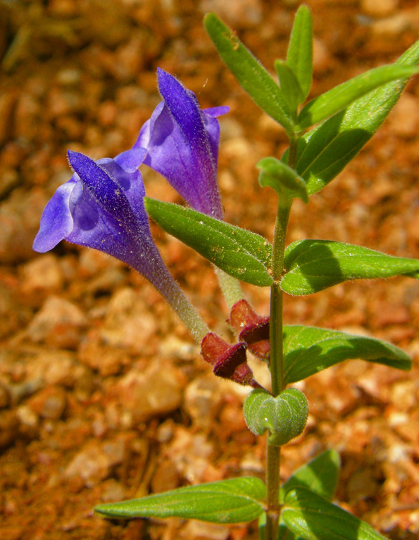 Scutellaria galericulata (Marsh skullcap, skullcap)