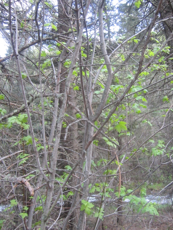 Acer glabrum (Rocky Mountain Maple)