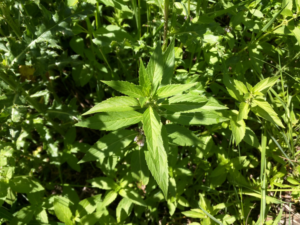 Mentha arvensis (Wild Mint, Field Mint)