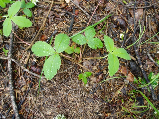 Fragaria virginiana (Wild Strawberry)