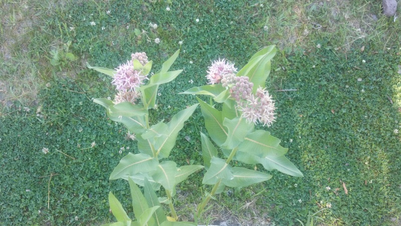 Asclepias speciosa (Showy Milkweed)