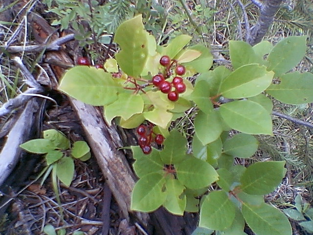 Prunus pensylvanica (Pin Cherry)