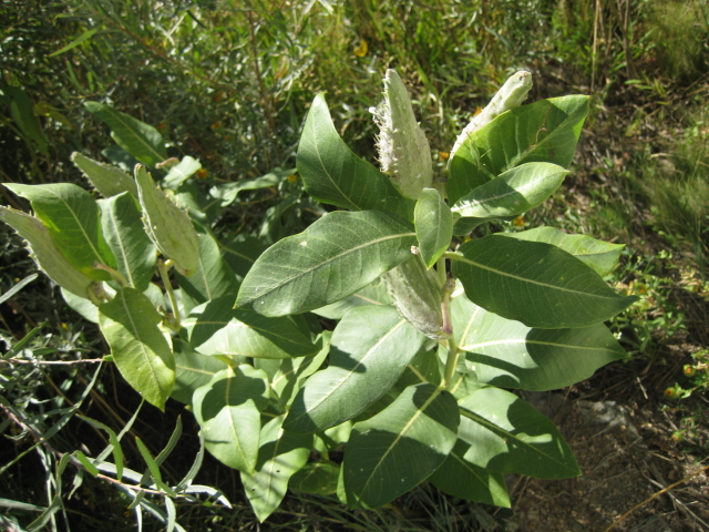 Asclepias speciosa (Showy Milkweed)