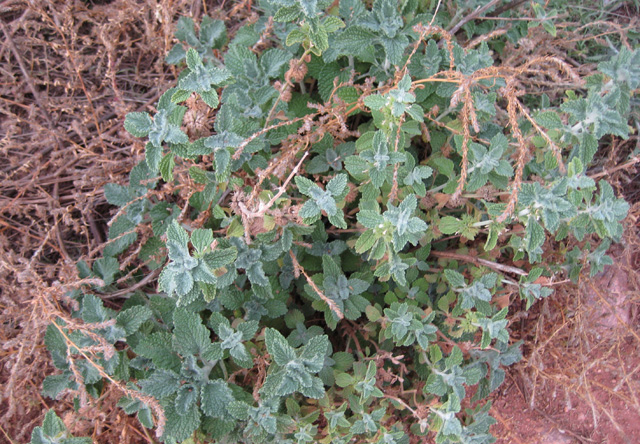 Marrubium vulgare (Horehound)