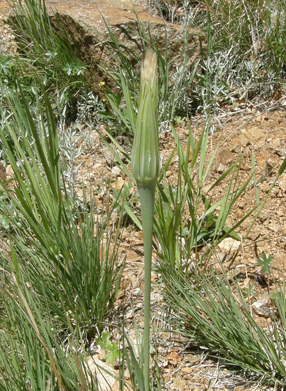 Tragopogon dubius (Yellow Salsify, Goat's Beard)