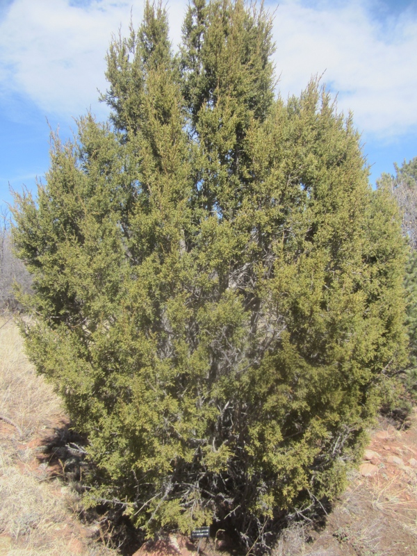 Juniperus monosperma (One-Seed Juniper)