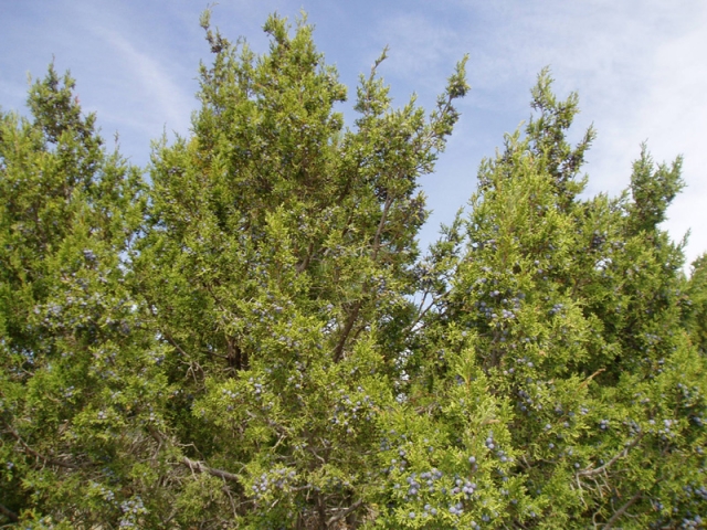 Juniperus monosperma (One-Seed Juniper)