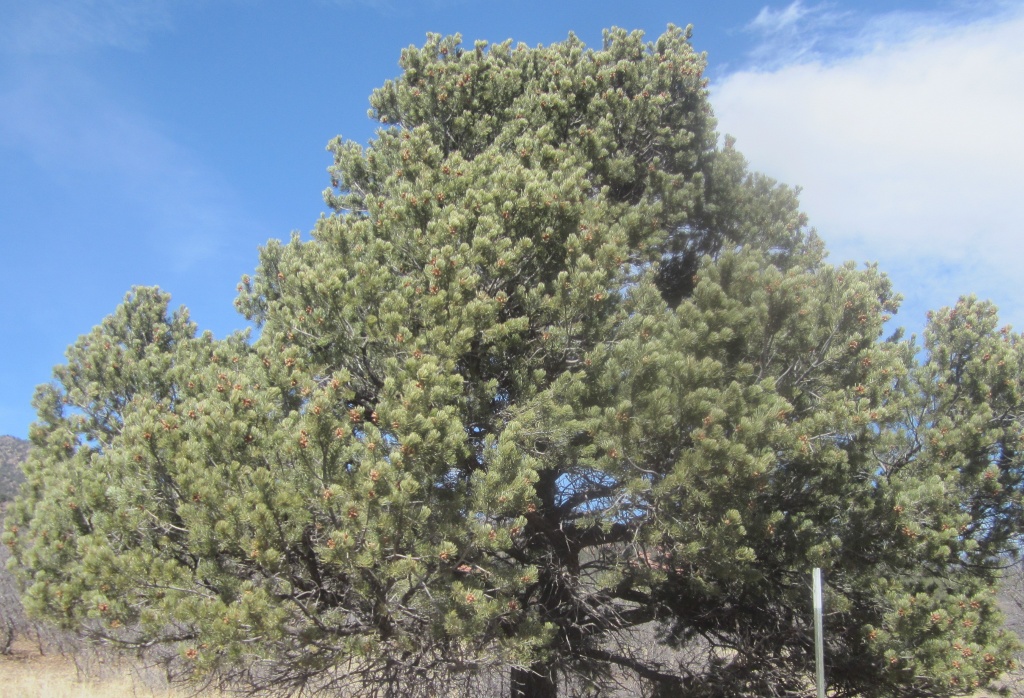 Pinus edulis (Pinyon Pine)