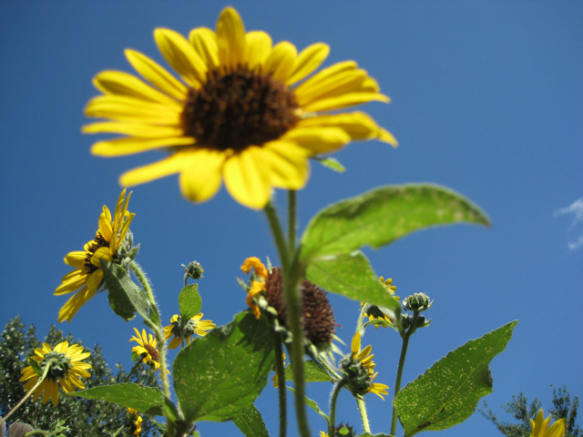 Helianthus annuus (Sunflower)