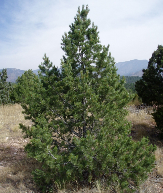 Pinus edulis (Pinyon Pine)