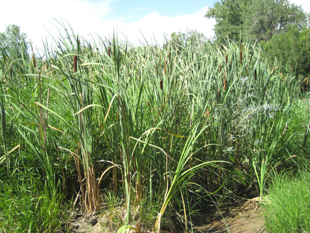 Typha latifolia (Common Cattail)