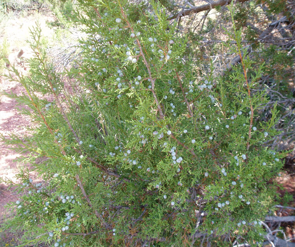 Juniperus monosperma (One-Seed Juniper)